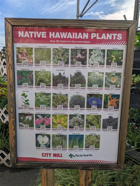 you can buy Native plants at City Mill : r/Hawaii