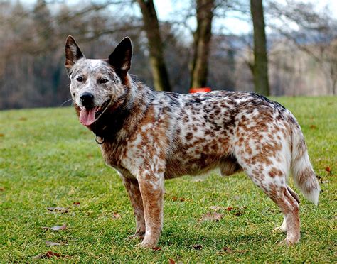 Bilder von Australian Cattle Hunde Gras ein Tier