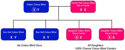 What is color blindness? explain it's inheritance with of suitable charts