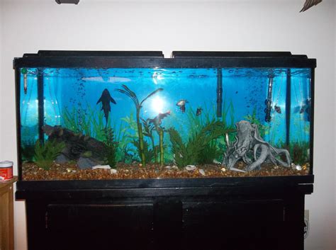 I love big fish tanks. =) | Tropical fish aquarium, Fish tank, Big fish ...