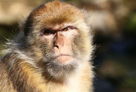 Monkey B virus horror: China records first human death from rare disease | World | News ...