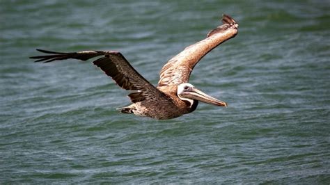 History of Louisiana’s State Bird: The Brown Pelican