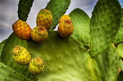 What Is The Classification Of Cactus? - CactusWay