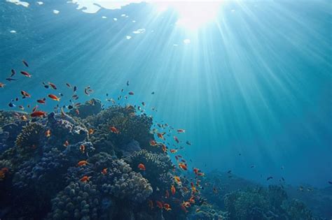 Lifegiving Sunlight Underwater Sun Beams Shinning Underwater On The Tropical Coral Reef ...