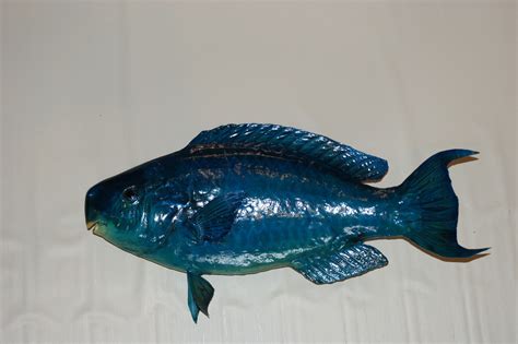 Blue Parrotfish – Weise Taxidermy