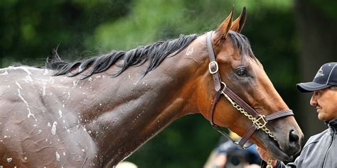 American Pharoah Could Be Worth A Staggering $100 Million If He Wins ...