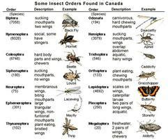 Insect Classification | The Canadian Encyclopedia