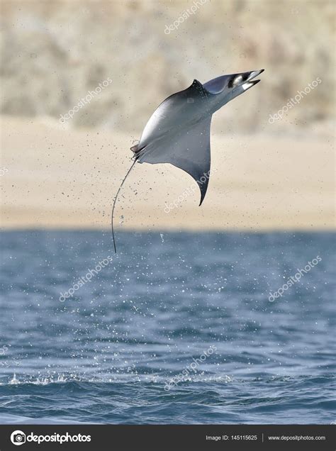 Mobula ray che salta fuori dall'acqua - Foto Stock: Foto, Immagini © SURZet 145115625 ...