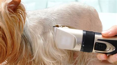 Can You Cut Dog Hair with Human Clippers? | Our Fit Pets