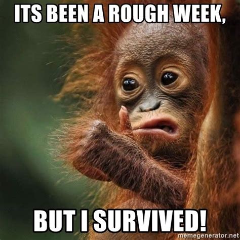 Orangutan Survive - Its been a rough week, But i survived! | Funny day ...