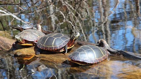 Nature Moments: Color and Communication in Turtles - Maine Audubon