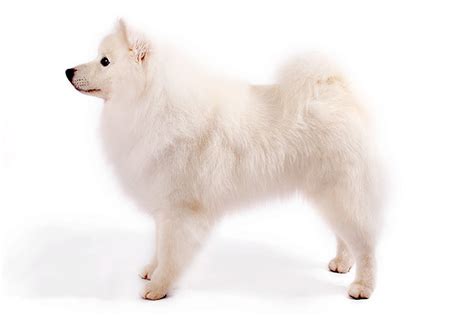 American Eskimo Dog Dog Breed Information