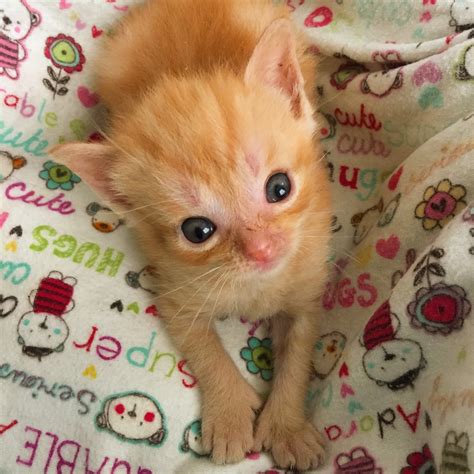 Need Funds for Tater Tot, the 9-Week-Old Hydrocephalic Kitten, Lifesaving Shunt Surgery | Kitkat ...