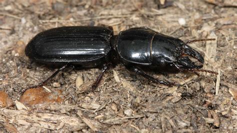 Ten Prominent Beetles Native to Arizona - AZ Animals