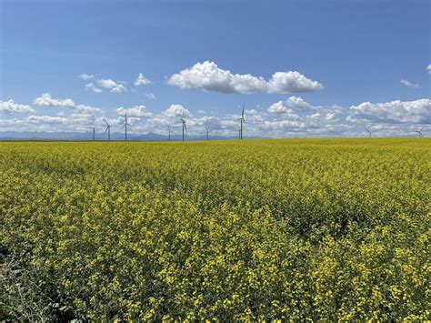 Canola conniptions fuel record global values - Grain Central