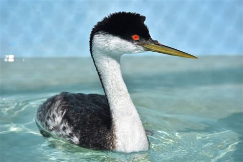 Western Grebe - International Bird Rescue