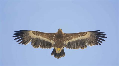 Steppe Eagle: Meet The National Bird of Egypt - AZ Animals