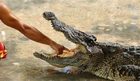 Graphic Crocodile Attack Video Shows Moment Animal Trainer’s Arm Bitten In Half As Onlookers ...