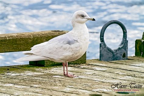 Canadian Nature Visions | Iceland Gull