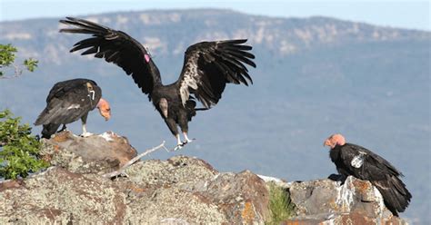 Push made to prevent lead poisoning in California Condors, other animals