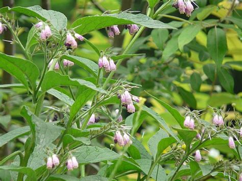 Growing Comfrey: The Complete Guide to Plant, Care, and Harvest Comfrey