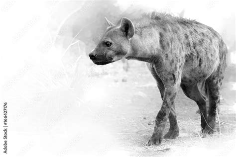 Albino Hyena