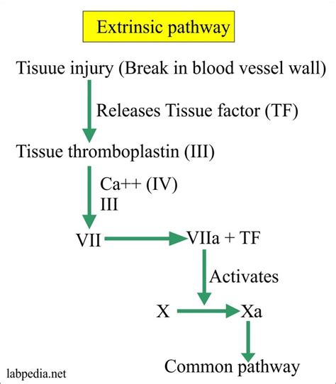 Coagulation – part 6 – Activated Partial Thromboplastin Time (APTT), Partial thromboplastin time ...