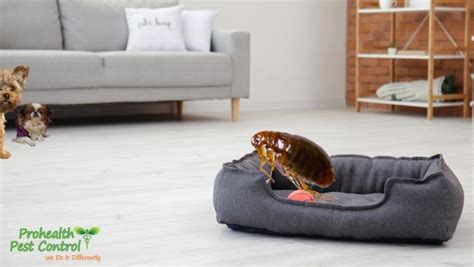 What is the Best Flea Treatment for Your House? - Prohealth Pest Control