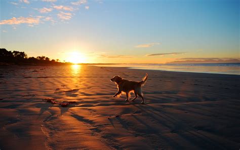 Dog At Beach Wallpapers - Wallpaper Cave