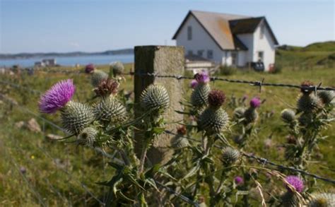 Flower of Scotland bagpipes : Scottish Culture