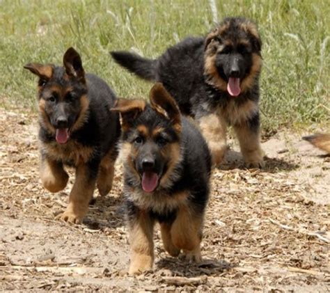 German Shepherds can be a variety of colours, the most common of which are tan/black and red ...