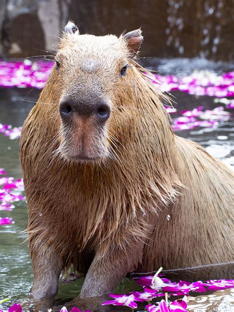 Capybaras 1080P, 2K, 4K, 5K HD wallpapers free download | Wallpaper Flare