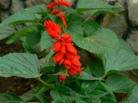 Salvia Splendens - Plantorium