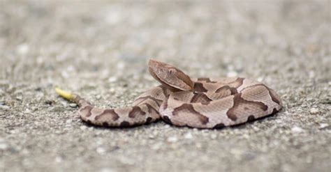 What Do Baby Rattlesnakes Eat - Katynel