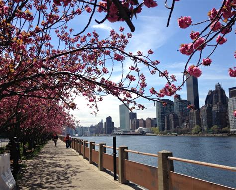 Roosevelt Island Cherry Blossoms: Prettiest Pink in NYC