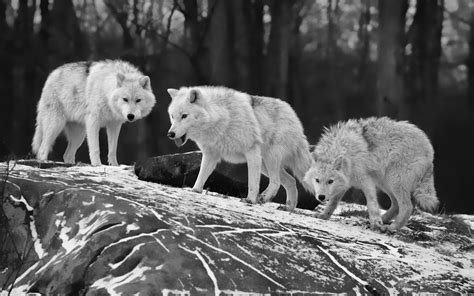 🔥 [50+] Black and White Wolf Wallpapers | WallpaperSafari