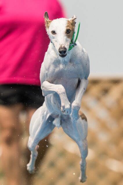 Reas the Whippet Named 2022 Fastest Dog in America