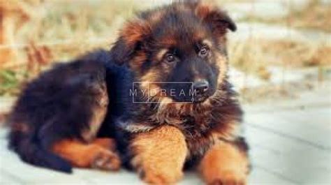 Animals colity lion shepherd puppies Boralesgamuwa Mydream.lk