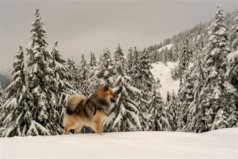 Winter wonderland up at Seymour. : r/vancouver