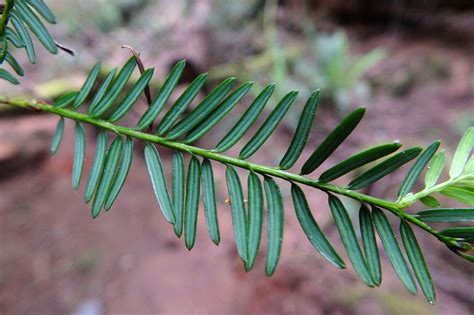 Taxus brevifolia (Taxaceae) image 125063 at PhytoImages.siu.edu