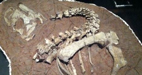 How Tenontosaurus Grew Up | Smithsonian