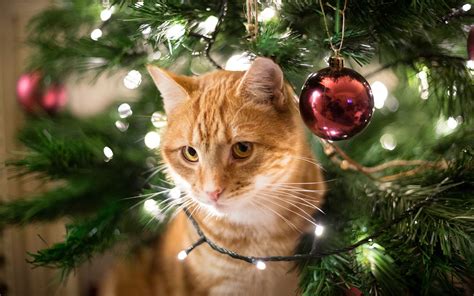 These Cat Christmas Trees Will Keep Your Pet (and Tree) Safe