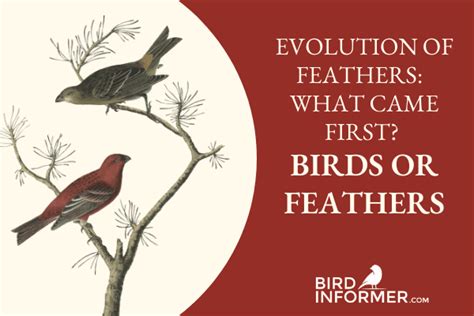 Evolution Of Feathers - Bird Informer