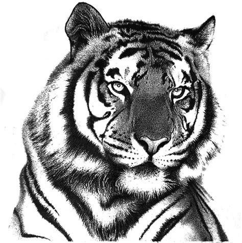 Drawing Pictures Of Tigers at GetDrawings | Free download