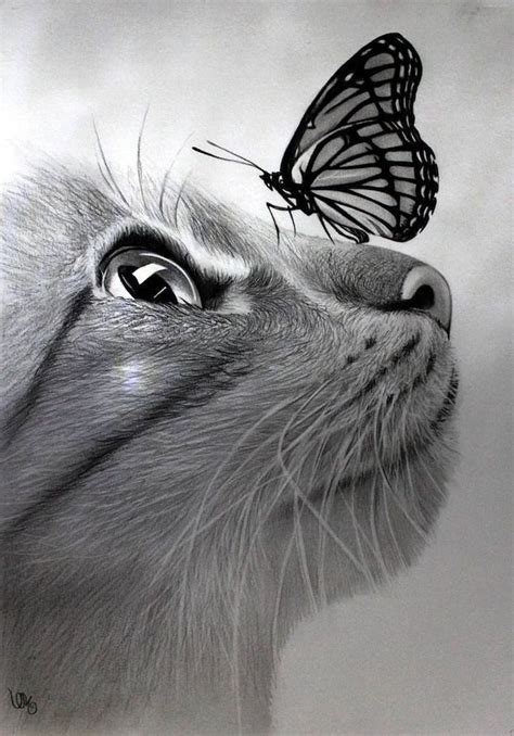 cat pencil drawing with butterfly on its nose realistic animal drawings made with black pencil a ...