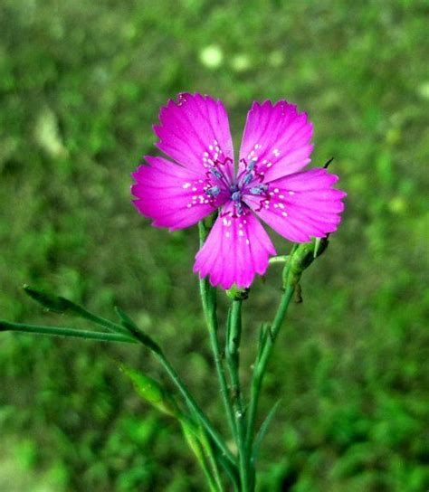 Spring Wildflowers in New Hampshire