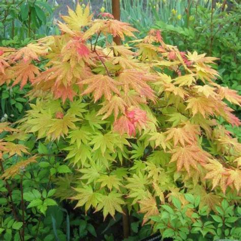 Autumn Moon Japanese Maple | Erable du japon, Arbuste, Plante ombre