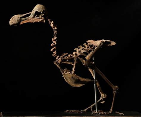 Dodo Bird Composite Skeleton