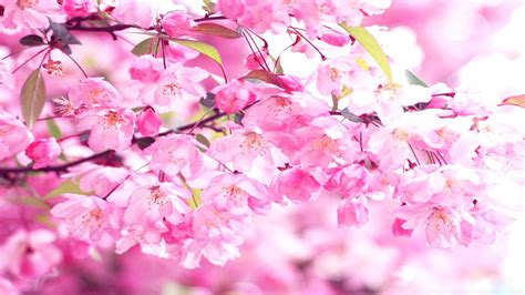 Cherry Blossom Wallpaper HD | PixelsTalk.Net
