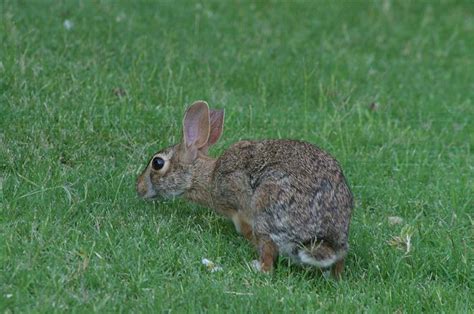 Eastern Cottontail – Bad Ear – DFW Urban Wildlife